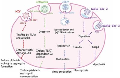 New insights of platelet endocytosis and its implication for platelet function